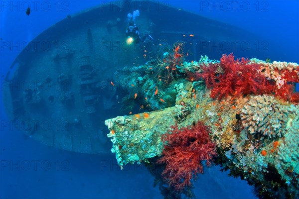 Divers and soft corals