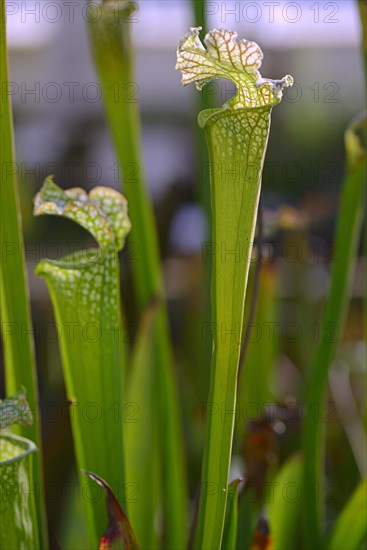 White pitcher plant