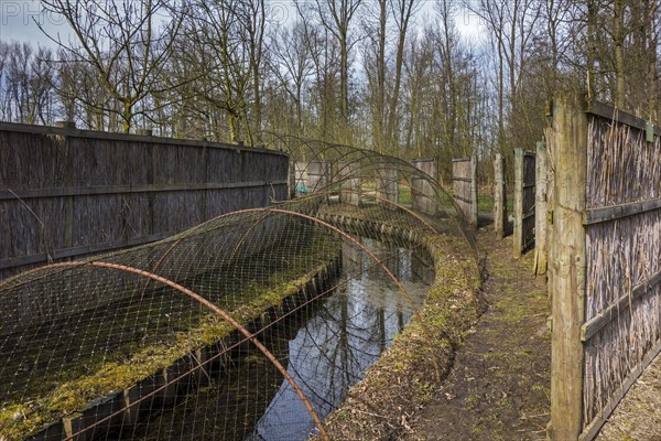 Duck decoy structure for catching wild ducks showing a tube formed by hoops with nets flanked by screens