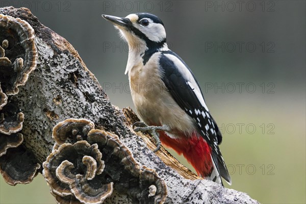 Great spotted woodpecker