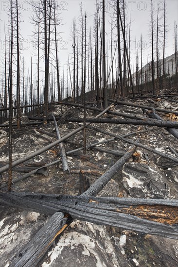 Charred logs burnt by forest fire