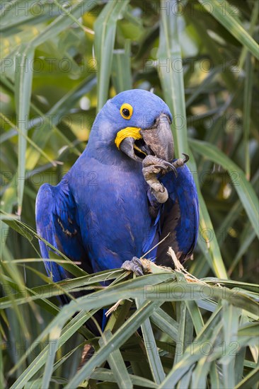 Hyacinth macaw