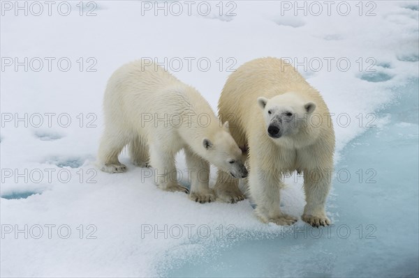 Mother polar bears