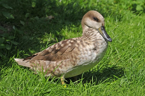 Marbled Duck