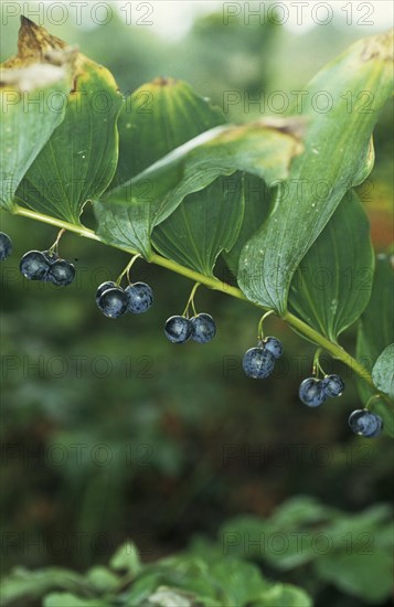 Solomon's seal