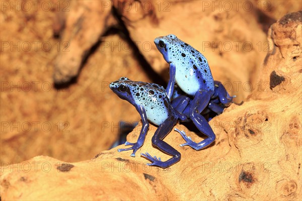 Blue poison dart frog