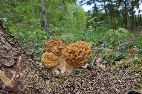 Edible morel