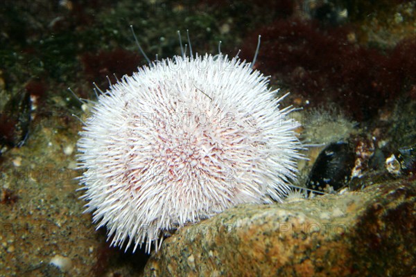 Edible sea urchin