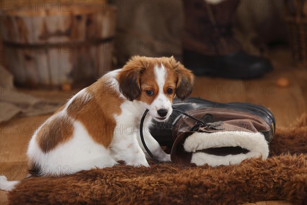 Kooikerhondje