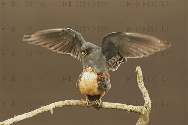 Red-footed falcon