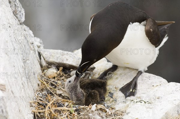 Razorbill