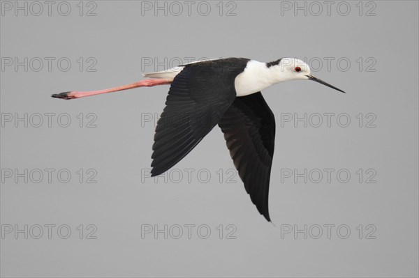 Black-winged Black-winged Stilt