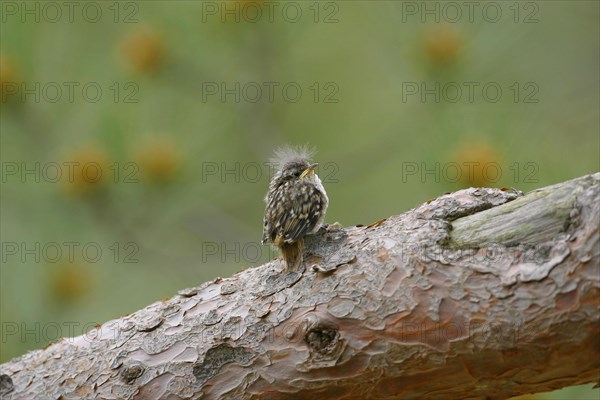 Short-toed treecreeper