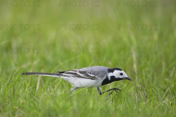 Pied Wagtail