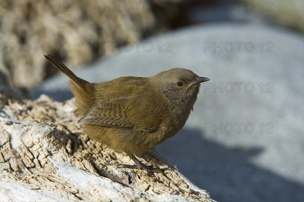 Cobb's wren