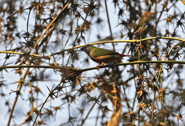 Pin-tailed parrotfinch