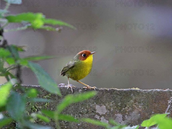 Chestnut-headed Tesia