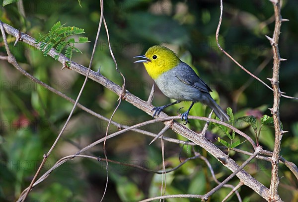 Yellow-headed warbler