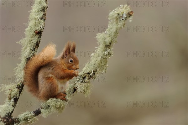 Eurasian red eurasian red squirrel