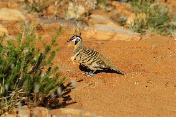 Spinifex Pigeon