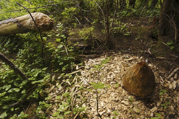 American Beaver