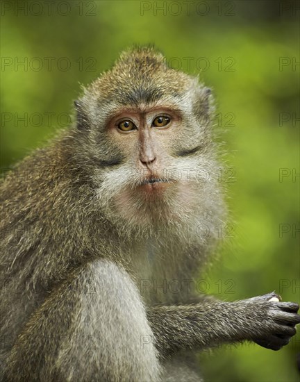 Crab-eating macaques