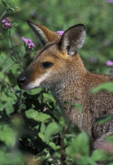 Red-naped wallaby