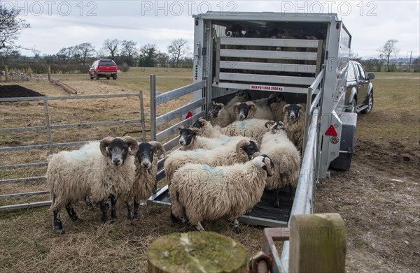 Sheep farming