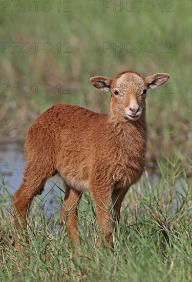 Domestic sheep