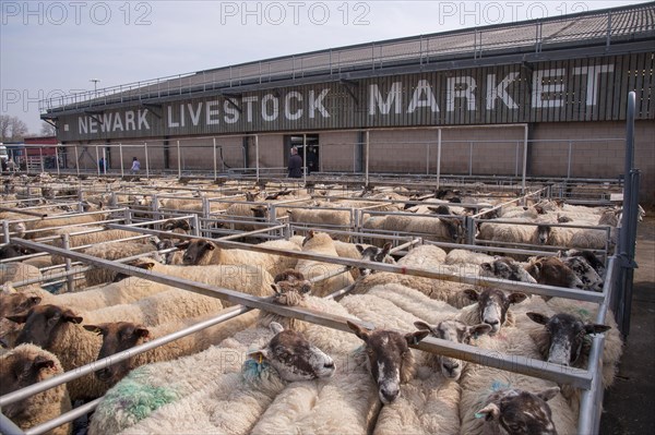 Domestic Sheep