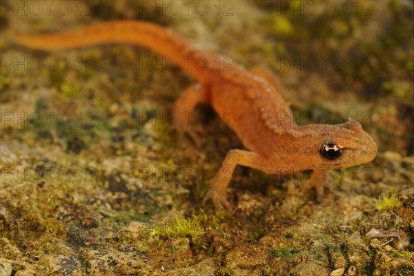 Smooth Newt