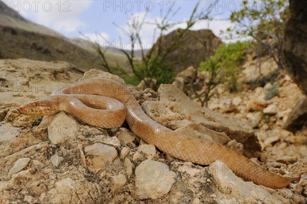 Gunther's Racer