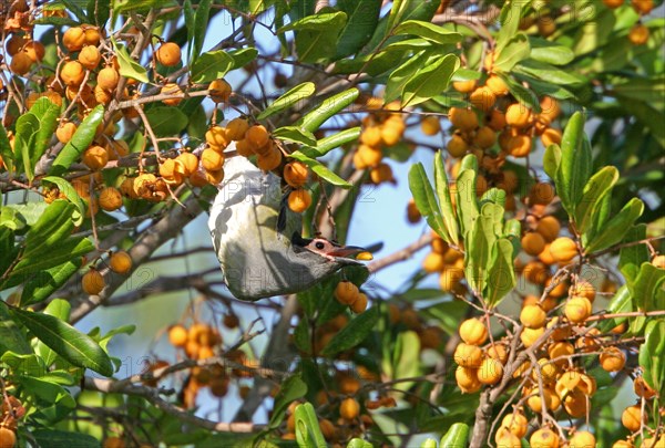 Green figbird