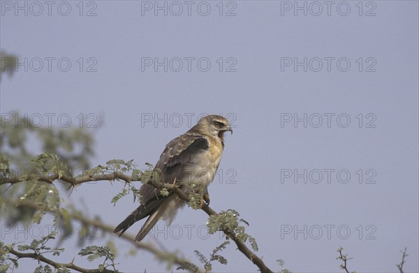 Black-winged kite