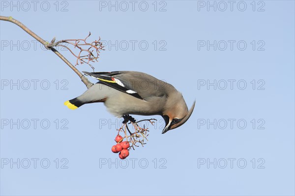 Bohemian bohemian waxwing