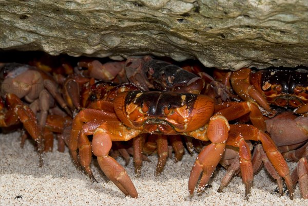 Christmas island red crab