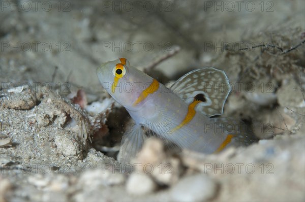 Randall's sentinel goby