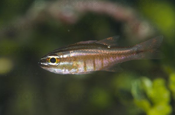 Truncate Cardinalfish