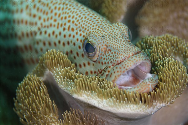 White-lined Grouper