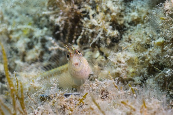 Longstripe Blenny