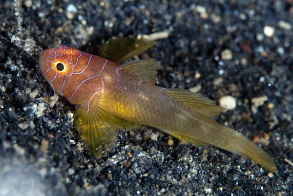 Ribbon Reefgoby