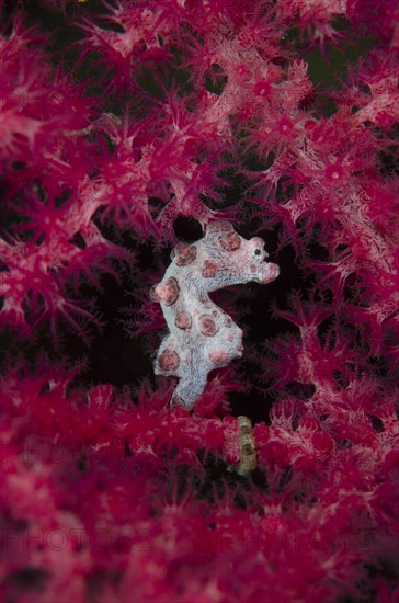 Bargibanti's Pygmy Seahorse