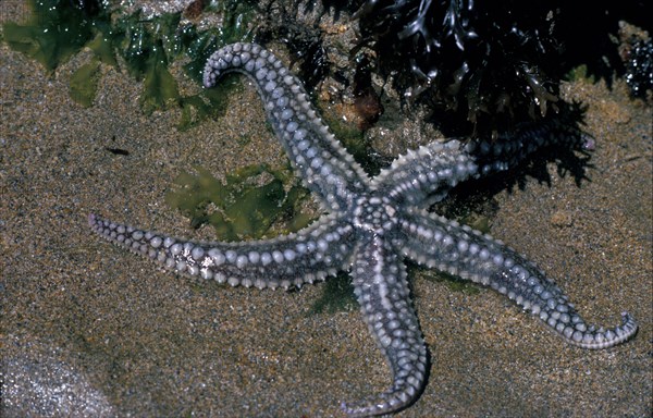 Spiny starfish