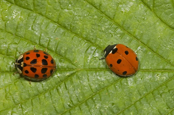 Seven-spott ladybird