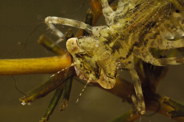 Common common darter