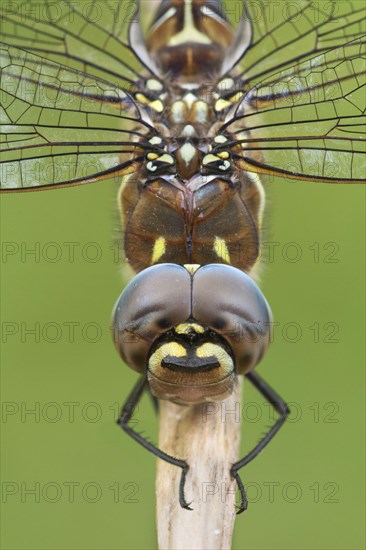 Migrant hawker