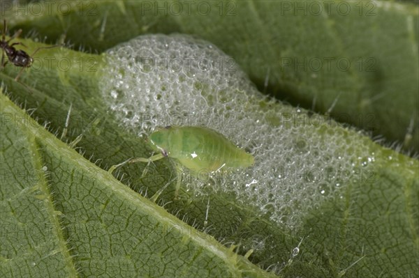 Meadow foam cicada