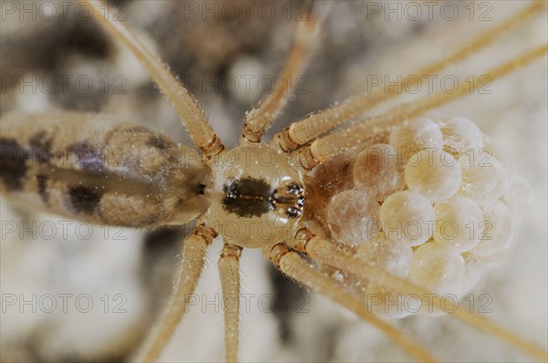 Long-legged cellar spider