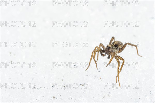 Wolfspider