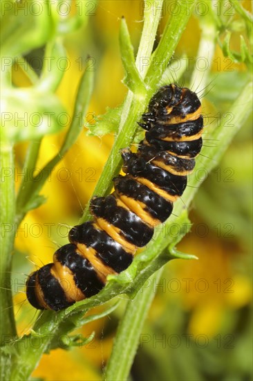 Cinnabar moth